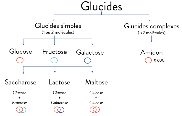 Classification des glucides<br />
